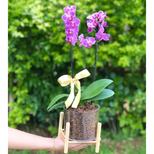 Mini Orquídea no Cachepô Acrílico
