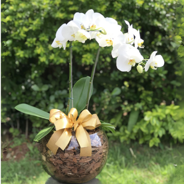 Orquídea no Vaso de Vidro