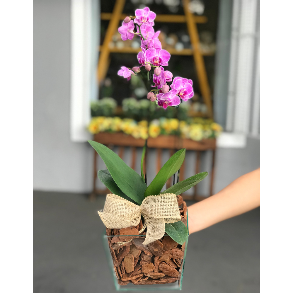 mini orquídea phalaenopsis