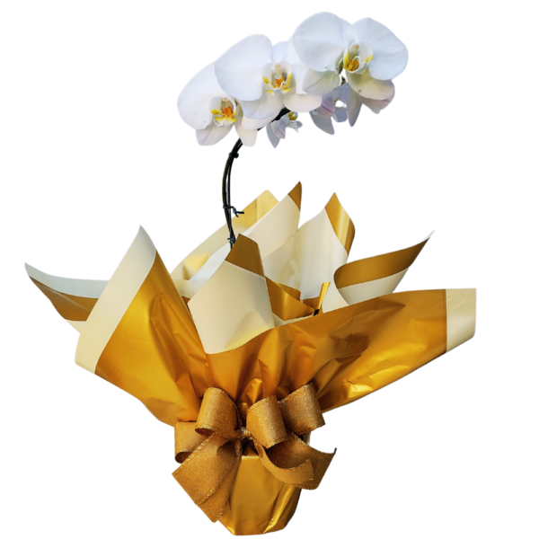 orquídea de 1 haste na embalagem