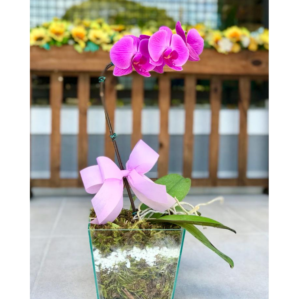 orquídea média no vaso de vidro