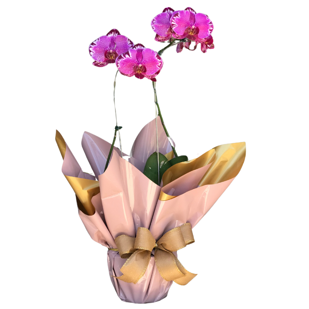 orquídea phalaenopsis com 2 hastes