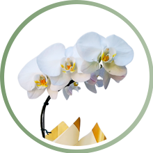 categoria orquídeas