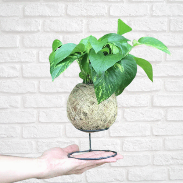 kokedama de Jibóia com suporte de ferro
