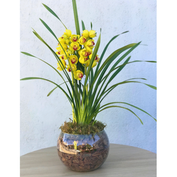 Orquidea Cymbidium no vaso de vidro