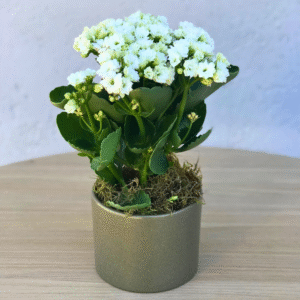 Calandiva no vaso esmaltado