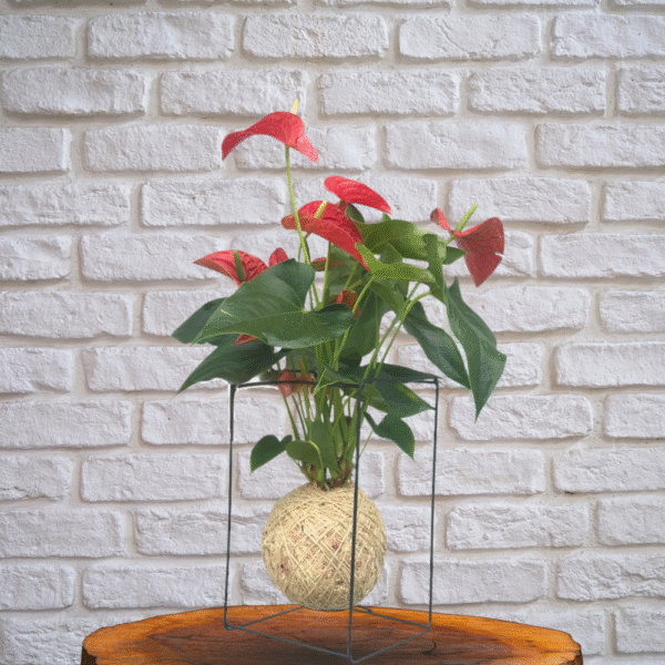 Kokedama de Antúrio com suporte de ferro