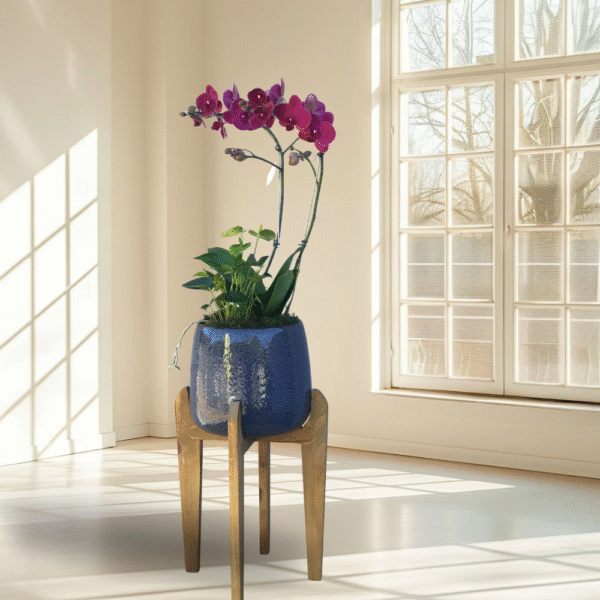 Orquídea Phalaenopsis o Vaso Cerâmico Azul Cobalto com Suporte de Madeira