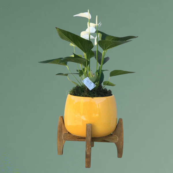 Antúrio no vaso de cerâmica esmaltado amarelo com Suporte de Madeira
