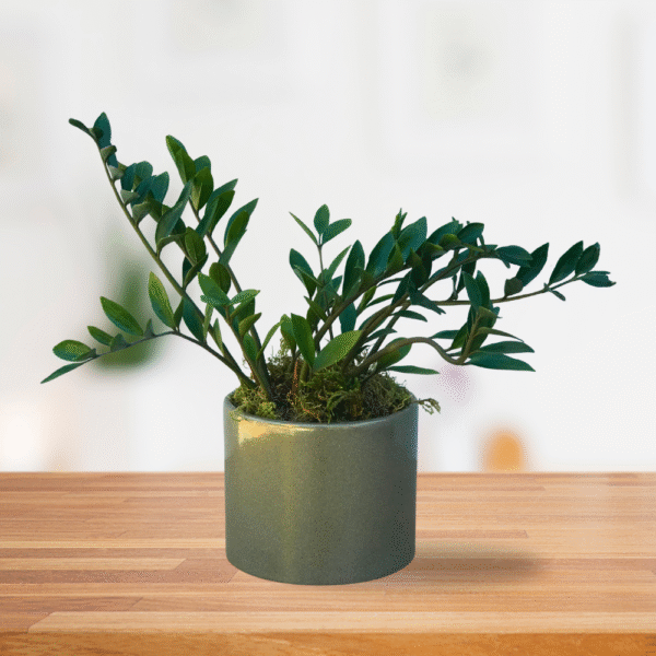 Zamioculcas no vaso de cerâmica esmaltado