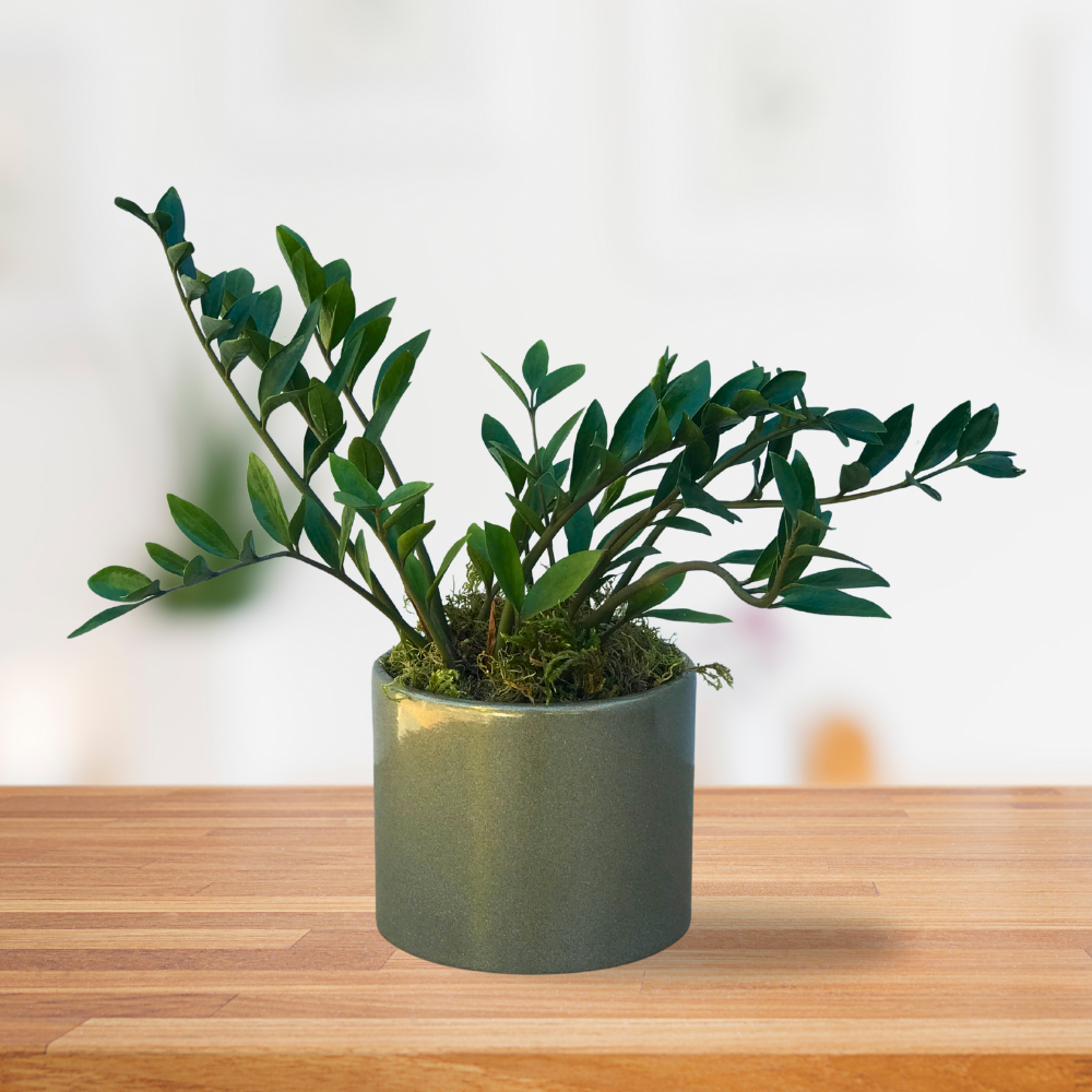 Zamioculcas no vaso de cerâmica esmaltado