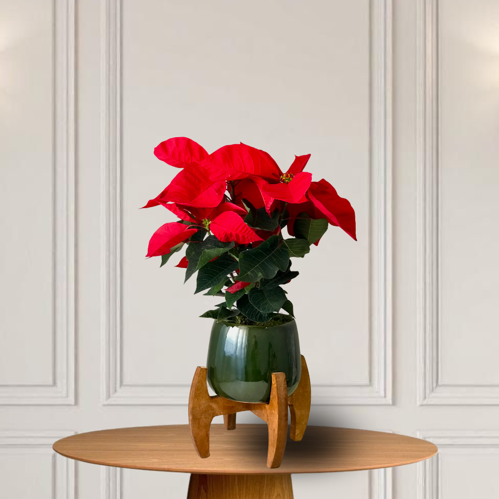 flor do natal, bico de papagaio