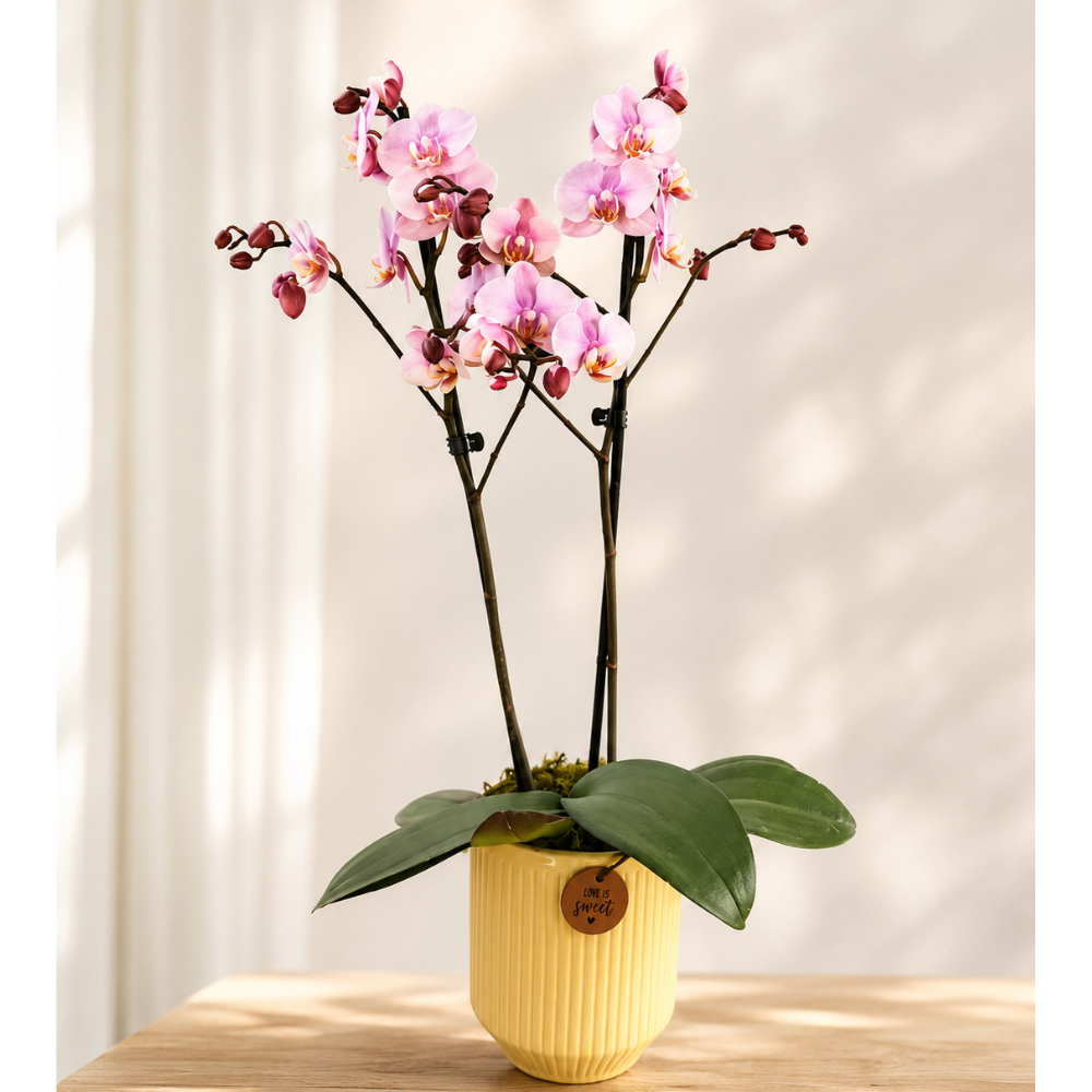 Orquídea Serena no vaso amarelo