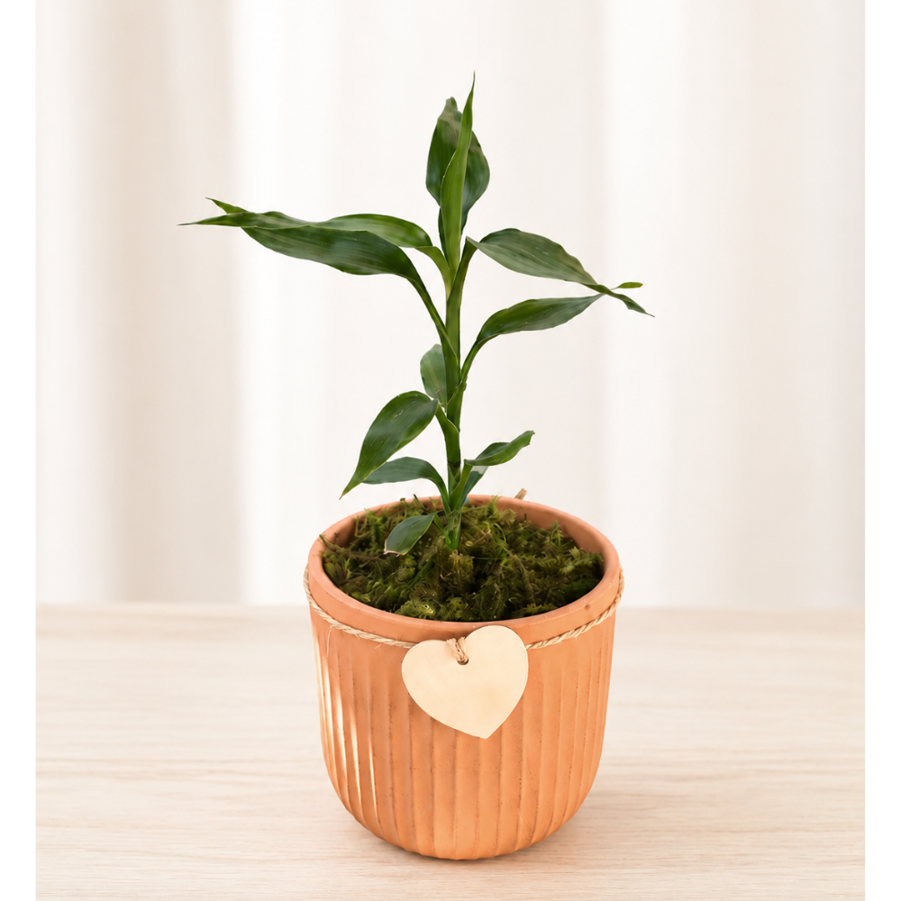 Bambu da Sorte no vaso de Cerâmica