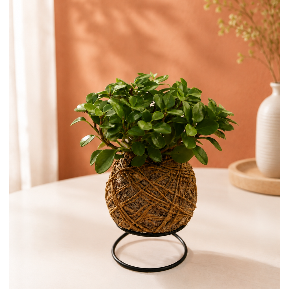 Kokedama de Peperômia com Suporte de ferro