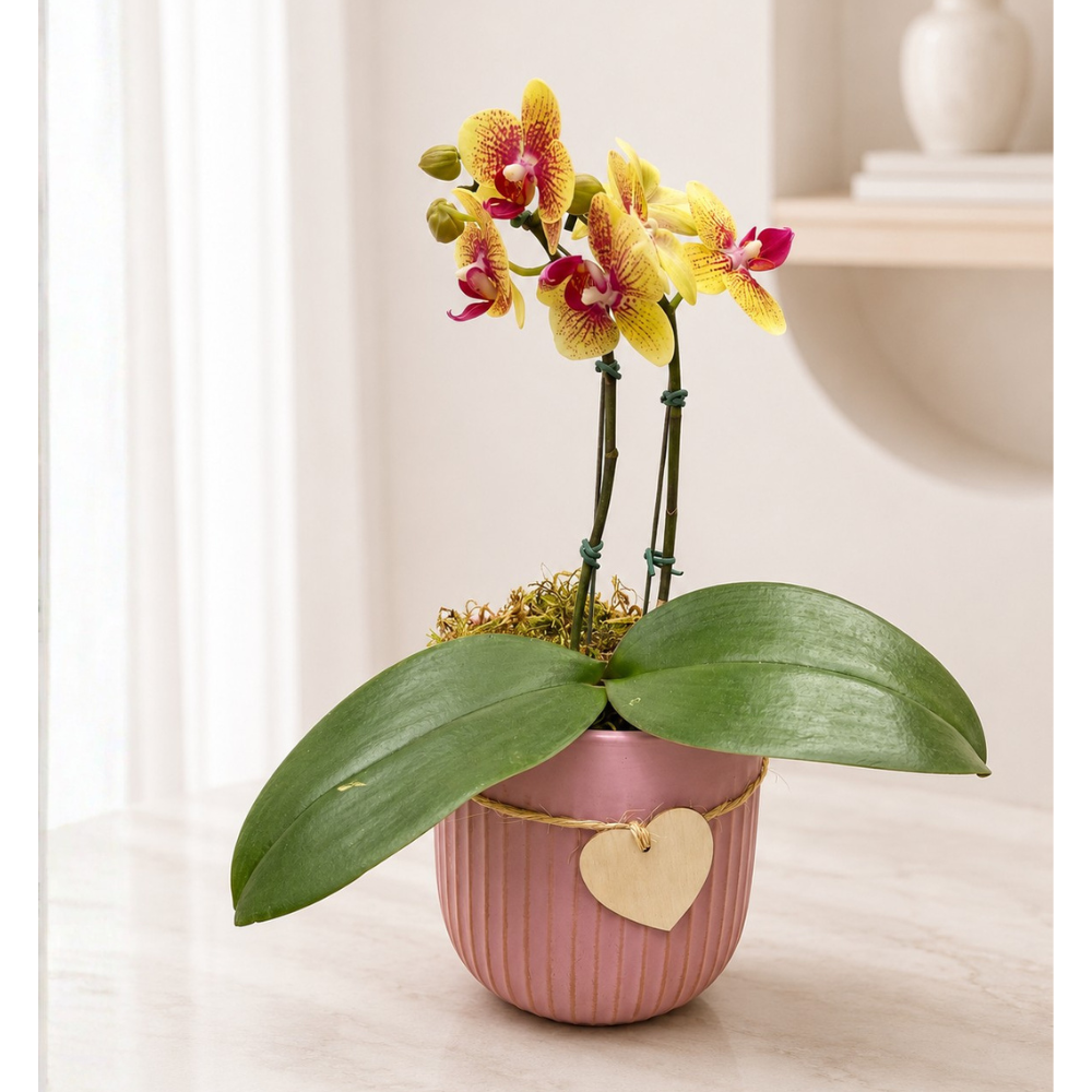 Mini Orquídea Petit Amour