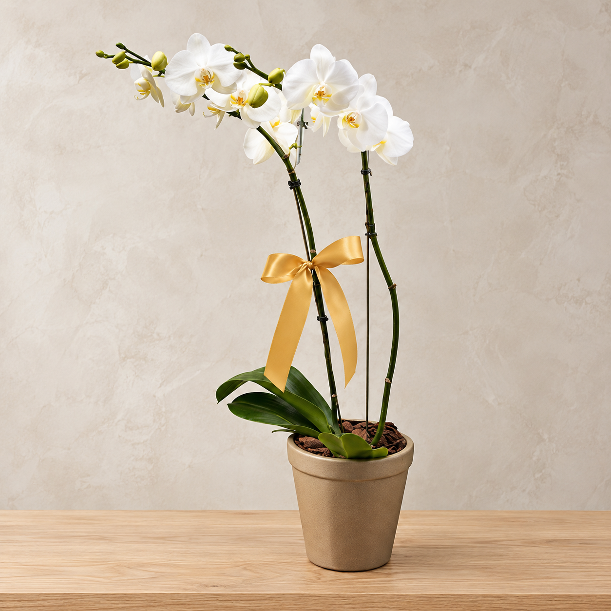 Orquídea Aura - Vaso Dourado